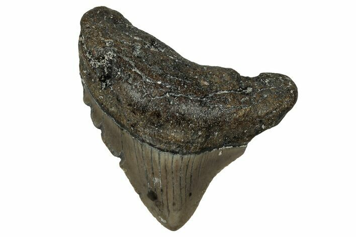 Juvenile Megalodon Tooth - North Carolina #351187